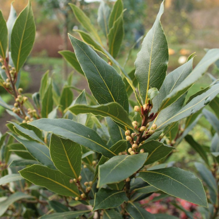 Комплект 5шт / Лавр благородный (Laurus nobilis) - Превосходное качество Комплект 5шт / Лавр благородный (Laurus nobilis) - Превосходное качество