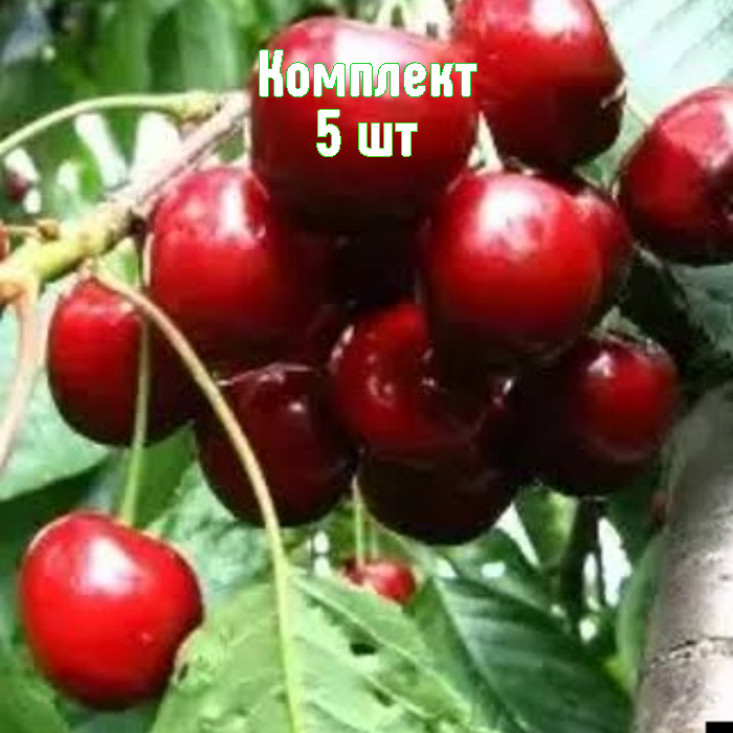 Комплект 5шт / Черешня Амулет Комплект 5шт / Черешня Амулет